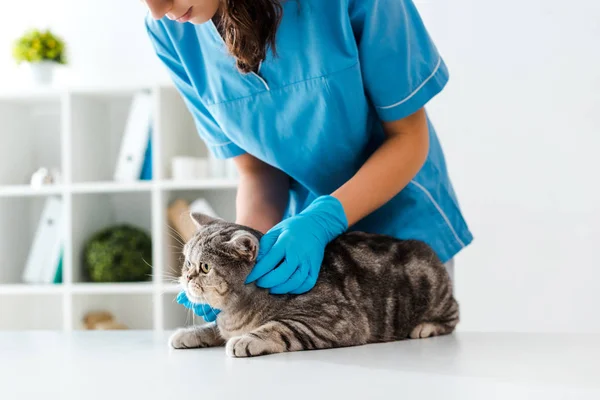 Vista cortada de jovem veterinário examinando gato liso escocês tabby na mesa — Fotografia de Stock