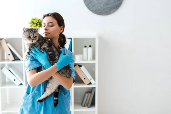 Jeune vétérinaire tenant tabby écossais chat droit sur les mains — Photo de stock