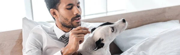 Tiro panorâmico de empresário bi-racial olhando para Jack Russell Terrier de manhã em casa — Fotografia de Stock