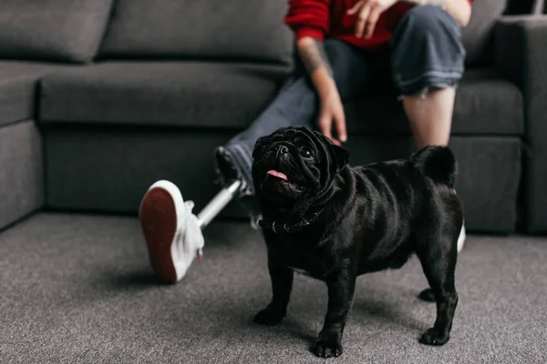 Ausgeschnittener Blick auf Mops neben Frau mit Beinprothese auf Sofa im Wohnzimmer, selektiver Fokus — Stockfoto