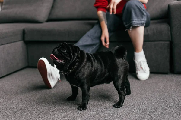 Vista cortada de pug ao lado da menina com perna protética na sala de estar, foco seletivo — Fotografia de Stock