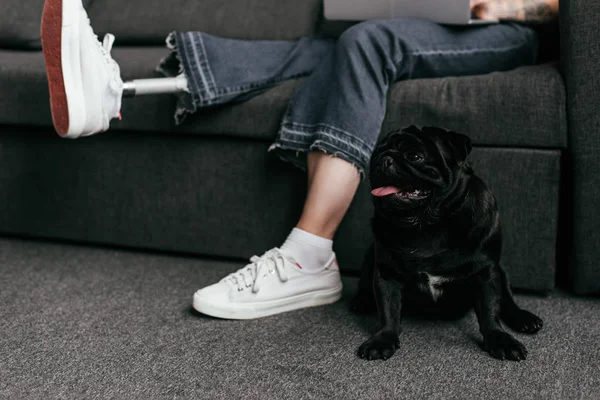 Vista ritagliata del cane carlino seduto da donna con gamba protesica e laptop sul divano — Foto stock