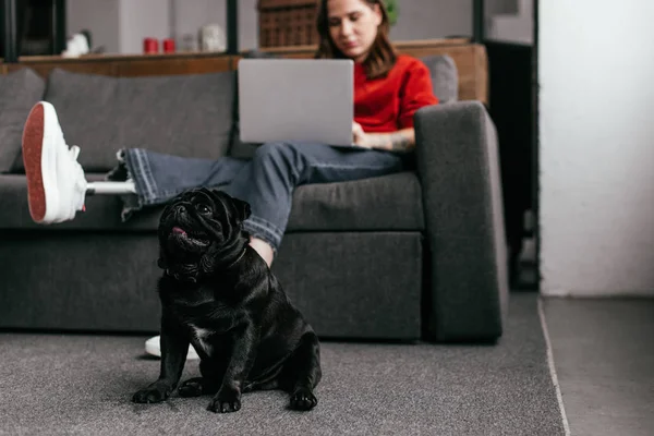 Enfoque selectivo de perro pug divertido sentado por chica con la pierna protésica y el portátil en la sala de estar - foto de stock