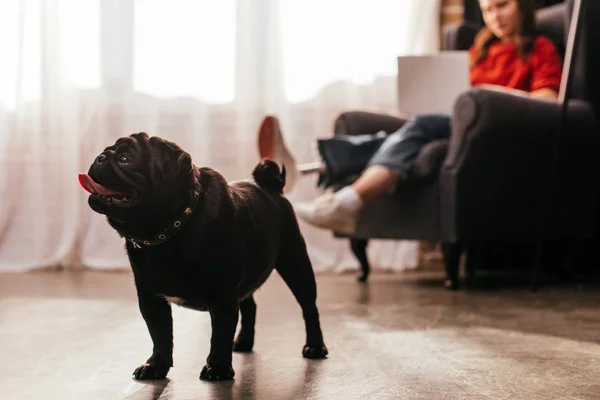 Selektiver Fokus von Mops Hund und Frau mit Beinprothese und Laptop zu Hause — Stockfoto