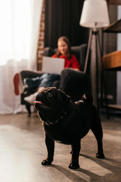 Selective focus of pug and woman with leg prosthesis and laptop in living room — Stock Photo