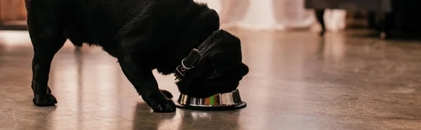 Pug alimentación desde el cuenco en el suelo en casa, tiro panorámico - foto de stock