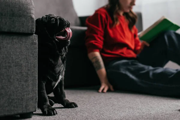Selective focus of funny pug sitting by girl with book on floor in living room — Stock Photo