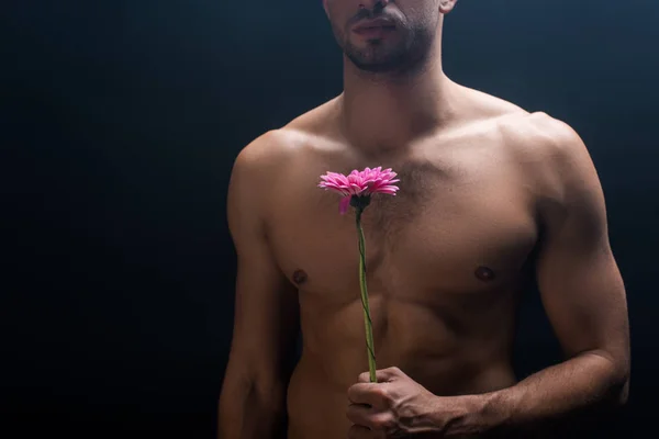 Cropped view of muscular shirtless man holding gerbera isolated on black — Stock Photo