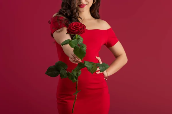 Recortado vista de sensual, elegante chica mostrando rosa roja mientras que de pie con la mano en la cadera aislado en rojo - foto de stock