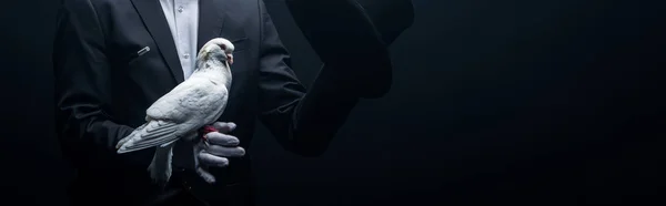 Panoramic shot of magician showing holding dove and hat, isolated on black — Stock Photo