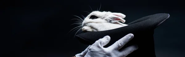 Tiro panorâmico de mágico em luvas mostrando truque com coelho branco em chapéu, isolado em preto — Fotografia de Stock