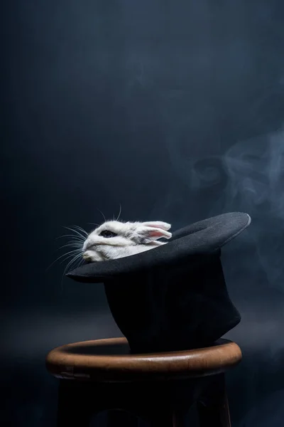 Weißes Kaninchen sitzt mit magischem Hut auf Hocker in dunklem, verrauchtem Raum — Stockfoto