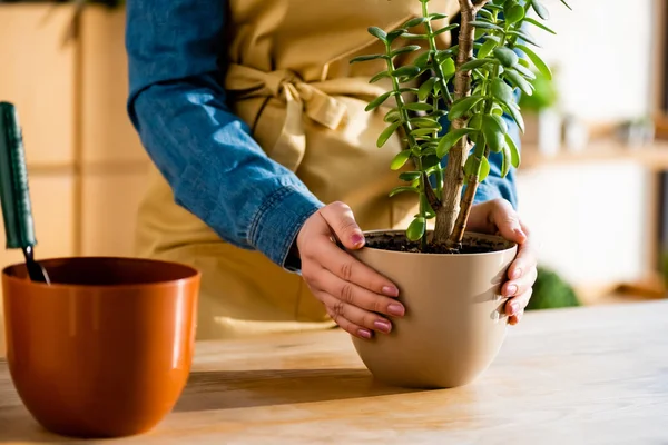 Vista cortada da mulher segurando vaso com planta — Fotografia de Stock