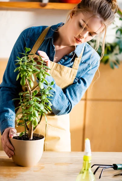 Привлекательная молодая женщина смотрит на зеленое растение в цветочном горшке — стоковое фото