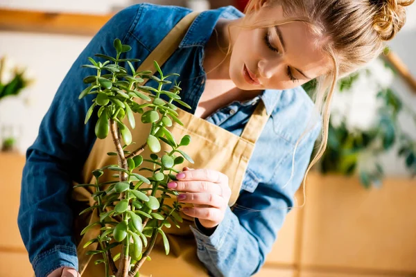 Приваблива молода жінка торкається зеленої рослини з листям — стокове фото