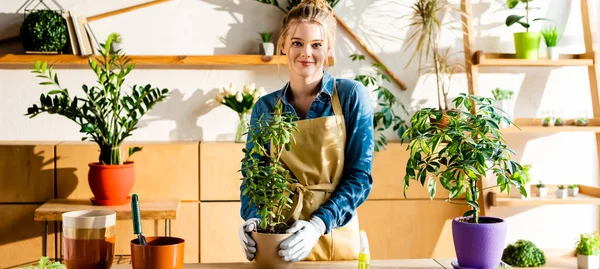 Panoramic shot of happy girl in apron and gloves smiling near green plants — Stock Photo