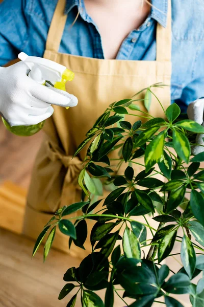 Vista cortada da mulher segurando frasco de spray perto de folhas verdes — Fotografia de Stock