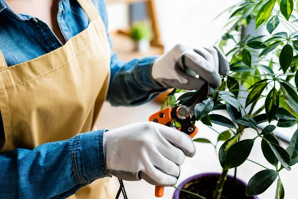 Vista recortada de la mujer en guantes cortando hojas verdes con tijeras de jardinería - foto de stock