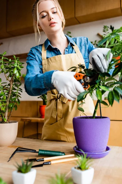 Selektiver Fokus der jungen Frau in Handschuhen, die mit der Gartenschere grüne Blätter schneidet — Stockfoto