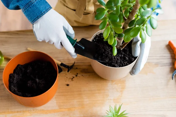 Draufsicht einer Frau in Handschuhen, die eine kleine Schaufel mit Erde hält, während sie Pflanzen verpflanzt — Stockfoto
