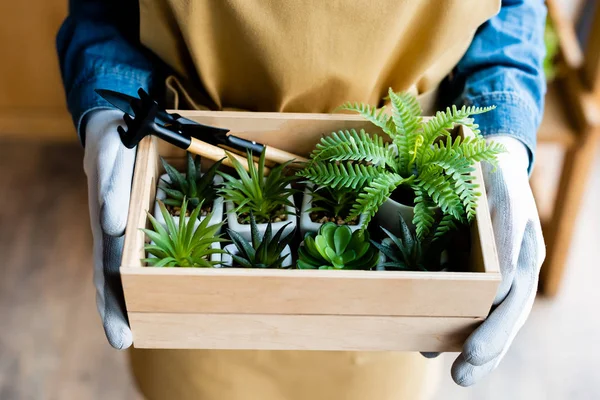 Cropped view of woman in gloves holding wooden box with green plants and gardening tools — Stock Photo