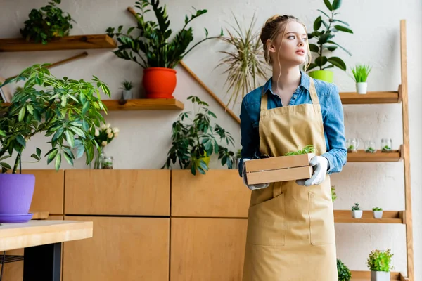 Hermosa mujer en guantes sosteniendo caja de madera con plantas verdes y mirando hacia otro lado - foto de stock