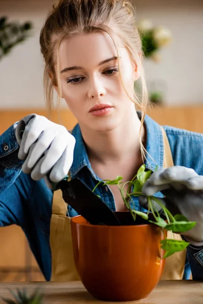 Foco seletivo da mulher atraente em luvas segurando pequena pá durante o transplante de planta em vaso — Fotografia de Stock