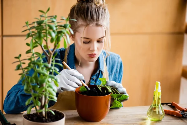 Foco seletivo da mulher bonita em luvas segurando pequena pá enquanto transplantando planta em vaso de plantas — Fotografia de Stock