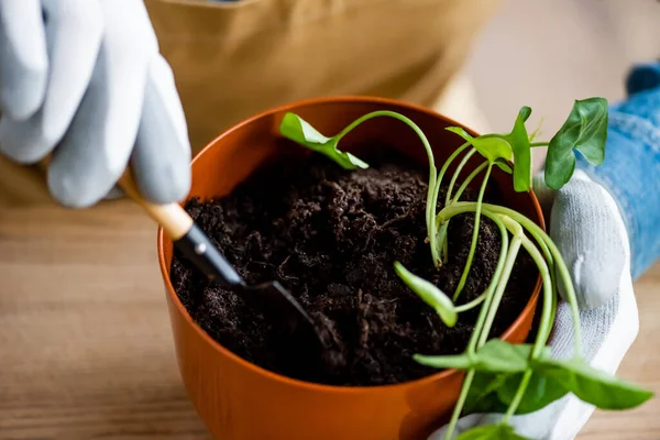 Vista recortada de la joven en guantes sosteniendo una pequeña pala con tierra mientras se trasplanta la planta - foto de stock