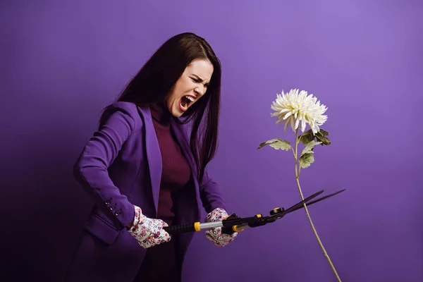 Angry young woman cutting chrysanthemum with gardening scissors on purple background — Stock Photo