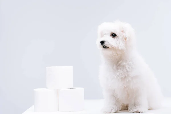 Havanese dog near rolls of toilet paper on white surface isolated on grey — Stock Photo