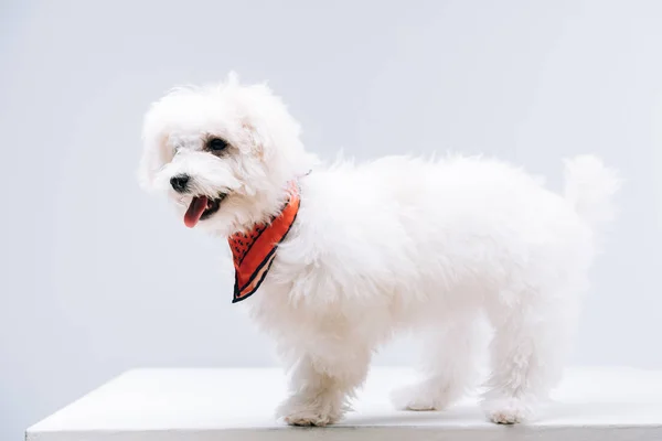 Bichon perro havanese en pañuelo rojo sobre superficie blanca aislado en gris - foto de stock