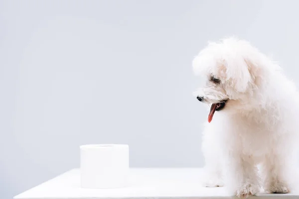 Cane avanese vicino rotolo di carta igienica su superficie bianca isolata su grigio — Foto stock