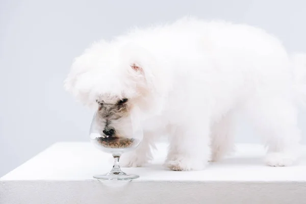 Havanese dog eating dry dog food from wine glass on white surface isolated on grey — Stock Photo