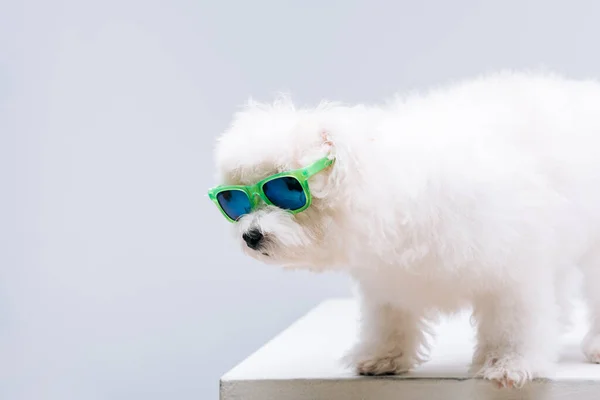 Mignon chien havanais en lunettes de soleil vertes sur surface blanche isolé sur gris — Photo de stock