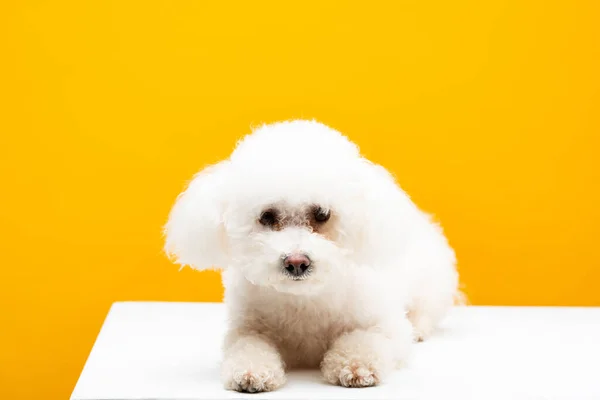 Niedlicher bichon havanese Hund schaut auf Kamera auf weißer Oberfläche isoliert auf gelb — Stockfoto