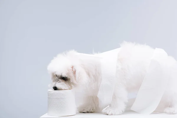 Havanese cão enrolado em papel higiênico na superfície branca isolada em cinza — Fotografia de Stock