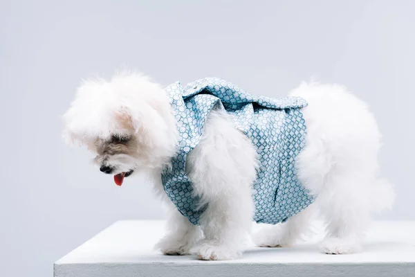 Гаванская собака в жилете на белой поверхности изолирована на серой — стоковое фото