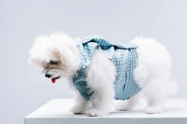 Havanese dog in waistcoat on white surface isolated on grey — Stock Photo