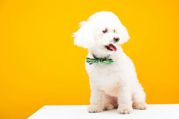 Бишонская гаванская собака в галстуке-бабочке на белой поверхности изолирована на желтой — стоковое фото