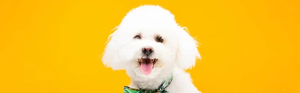 Bichon perro havanese en corbata de lazo mirando a la cámara aislada en amarillo, tiro panorámico - foto de stock