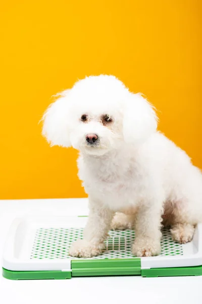 Bichon perro havanese sentado en el inodoro de mascotas en la superficie blanca aislado en amarillo - foto de stock