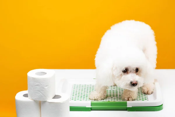 Havanese dog sitting on pet toilet near rolls of toilet paper on white surface isolated on yellow — Stock Photo