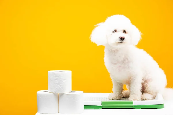 Cute havanese dog sitting on pet toilet near toilet paper on white surface isolated on yellow — Stock Photo