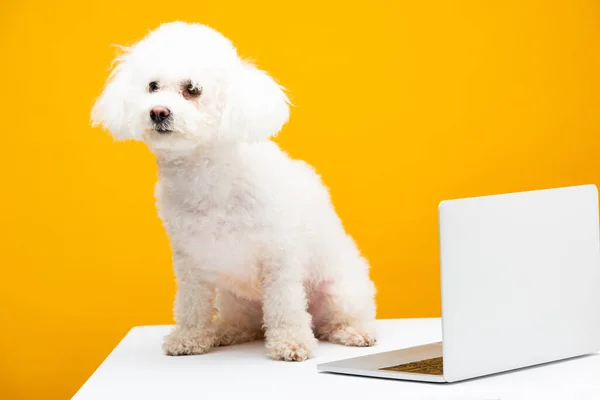 Havanese perro sentado cerca de la computadora portátil en la superficie blanca aislado en amarillo - foto de stock