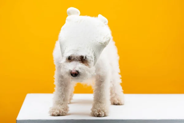 Carino cane avanese in maglia cappello su superficie bianca isolato su giallo — Foto stock