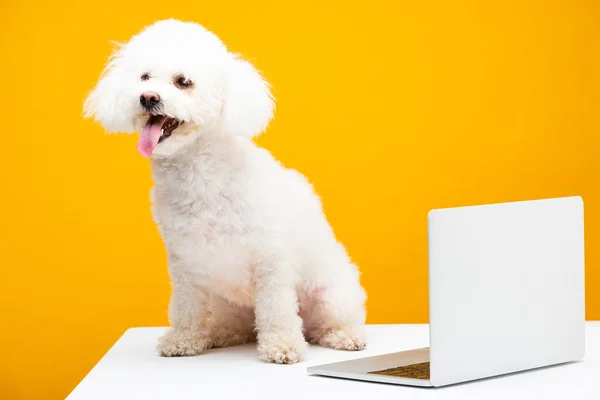 Bichon perro havanese sentado cerca de la computadora portátil en la superficie blanca aislado en amarillo - foto de stock