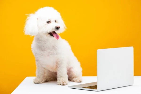 Perro de Havanese con la lengua que sobresale que se sienta cerca del ordenador portátil en la superficie blanca aislada en amarillo - foto de stock