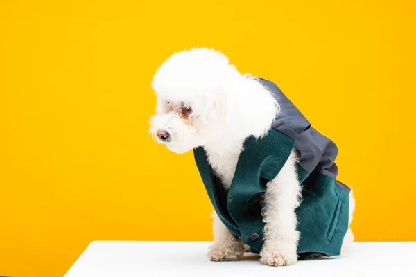 Cão havaiano em colete sentado na superfície branca isolado em amarelo — Fotografia de Stock