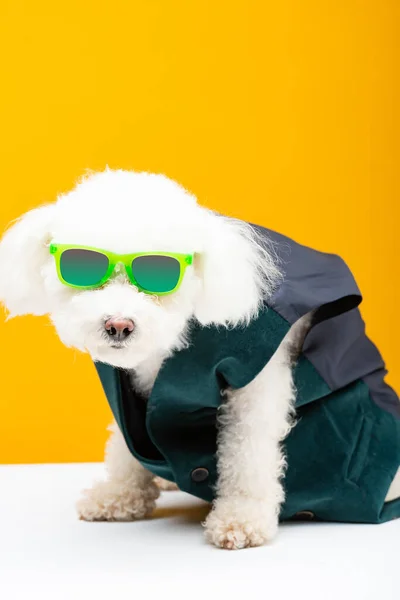 Bichon havanische Hund in Weste und Sonnenbrille auf weißer Oberfläche isoliert auf gelb — Stockfoto